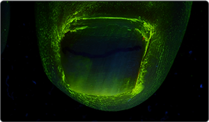 UV light after application 1